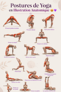 Illustration anatomique des poses de yoga décrivant les muscles sollicités