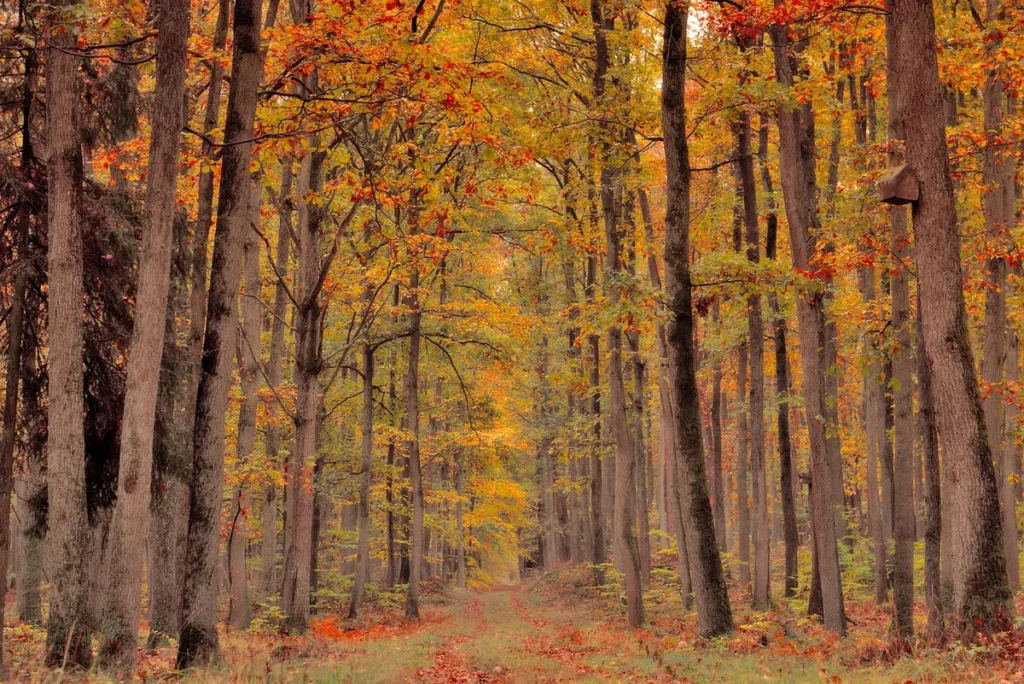 sentier Valdoren en forêt, famille courant sur le chemin