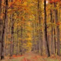 sentier Valdoren en forêt, famille courant sur le chemin